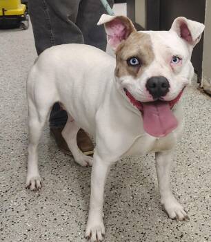 Pit Bull Terrier Dogs Available for Adoption - Shelby | PetCurious