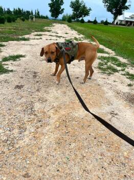 Rojo -  Mixed Breed Dog for Adoption in Taycheedah, Wisconsin - Rojo | PetCurious