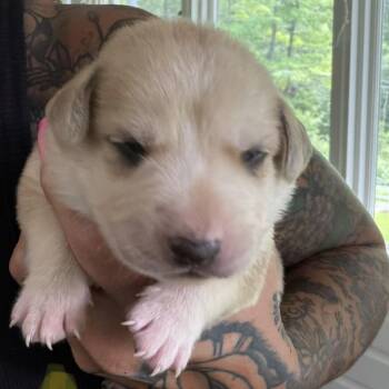 NY Axel Avail Jul 25 (4H Putnam County Fair Carmel NY)- Neck -  Yellow Labrador Retriever and Golden Retriever Dog for Adoption in Stormville, New York - NY Axel Avail Jul 25 (4H Putnam County Fair Carmel NY)- Neck | PetCurious