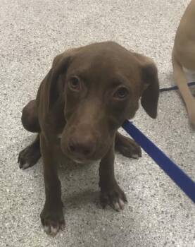 A430430 -  Labrador Retriever and Great Dane Dog for Adoption in Conroe, Texas - A430430 | PetCurious