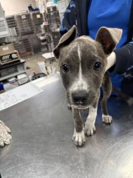 Zelda -  Pit Bull Terrier and Mixed Breed Dog for Adoption in Conway, Arkansas - Zelda | PetCurious