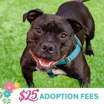 American Bulldog and American Staffordshire Terrier Dogs Available for Adoption in Burlingame, California - Tank Top | PetCurious