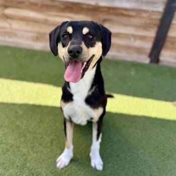 Rescue Rottweiler Dogs for Adoption in Fort Worth, Texas - Pluto | PetCurious