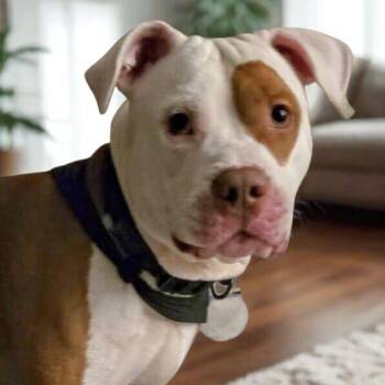 Rescue Pit Bull Terrier Dogs for Adoption in Pelham, New Hampshire - Prince | PetCurious