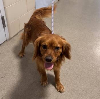 Cavalier King Charles Spaniel Dogs Available for Adoption - OLIVER | PetCurious