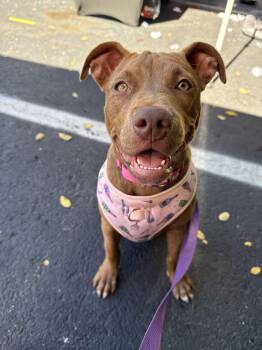 Christine -  Pit Bull Terrier Dog for Adoption in Indianapolis, Indiana - Christine | PetCurious