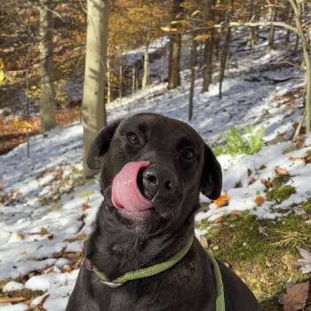 Rescue Mixed Breed Dogs for Adoption in Charleston, West Virginia - Roy | PetCurious