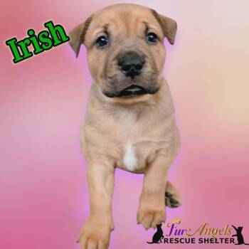 Mixed Breed Dogs Available for Adoption - Irish | PetCurious