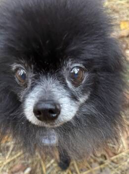 Rescue Pomeranian Dogs for Adoption in Homer Glen, Illinois - Leo | PetCurious