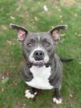 Donald (CP) -  Pit Bull Terrier Dog for Adoption in Dallas, Texas - Donald (CP) | PetCurious