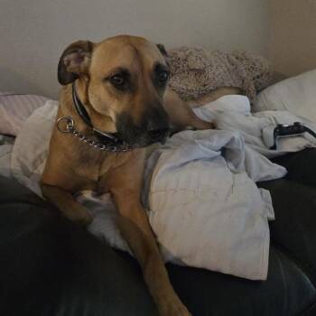 American Staffordshire Terrier Dogs Available for Adoption in San Antonio, Texas - PYTHON | PetCurious