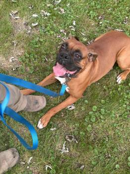 Butchie -  Boxer Dog for Adoption in Woodbury, Minnesota - Butchie | PetCurious