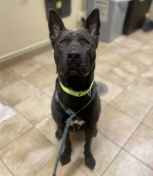 Rescue Pit Bull Terrier Dogs for Adoption in Troutdale, Oregon - Rocky | PetCurious