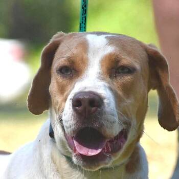 Morgan (20260929-02) -  Labrador Retriever Dog for Adoption in Niagara Falls, Ontario - Morgan (20260929-02) | PetCurious