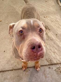 Pit Bull Terrier and Mixed Breed Dogs Available for Adoption - HELEN MAYE | PetCurious