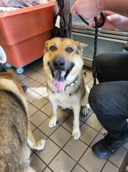 German Shepherd Dog Dogs Available for Adoption - FINN | PetCurious