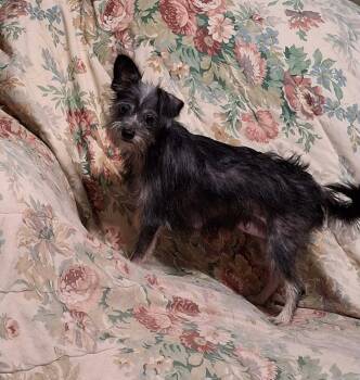 Juliet -  Cairn Terrier Dog for Adoption in Wichita Falls, Texas - Juliet | PetCurious