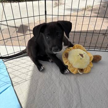 Black Labrador Retriever and Border Collie Dogs Available for Adoption in San Diego, California - Brio | PetCurious