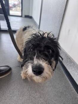 Mixed Breed Dogs Available for Adoption in West Chester, Pennsylvania - Whiskey | PetCurious