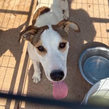 Pete -  Mixed Breed Dog for Adoption in Lake Jackson, Texas - Pete | PetCurious