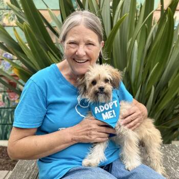 Alex Trebek -  Terrier Dog for Adoption in Pacific Grove, California - Alex Trebek | PetCurious