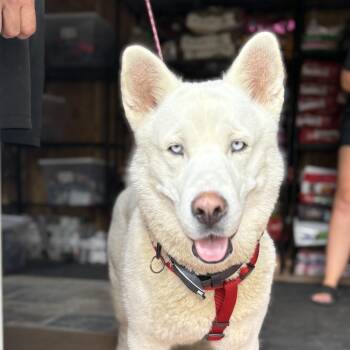 Oso -  Siberian Husky Dog for Adoption in Richmond, Virginia - Oso | PetCurious