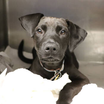 Rescue Mixed Breed Dogs for Adoption in Port Washington, New York - Cedar | PetCurious