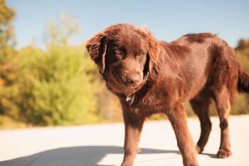 Rescue Newfoundland Dog Dogs for Adoption in Gradyville, Kentucky - Clementine | PetCurious