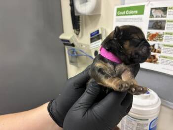 German Shepherd Dog and Mixed Breed Dogs Available for Adoption - A527363 | PetCurious