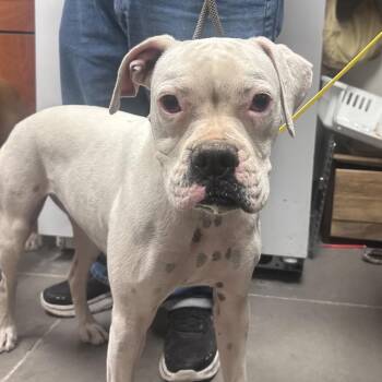 Boxer Dogs Available for Adoption - Izogie | PetCurious