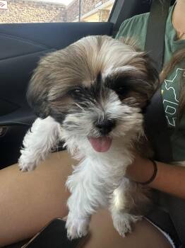 Milo -  Shih Tzu Dog for Adoption in Mckinney, Texas - Milo | PetCurious