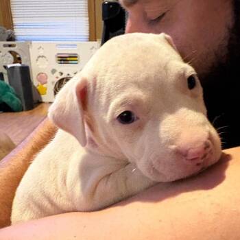 Rubble -  Pit Bull Terrier and Mixed Breed Dog for Adoption in Durham, North Carolina - Rubble | PetCurious
