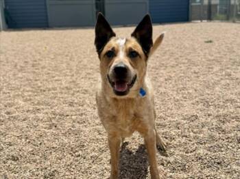 BUCK -  Australian Cattle Dog Blue Heeler Dog for Adoption in Loveland, Colorado - BUCK | PetCurious