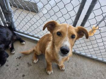 Luke - URGENT -  Corgi and Australian Cattle Dog Blue Heeler Dog for Adoption in Thousand Oaks, California - Luke - URGENT | PetCurious