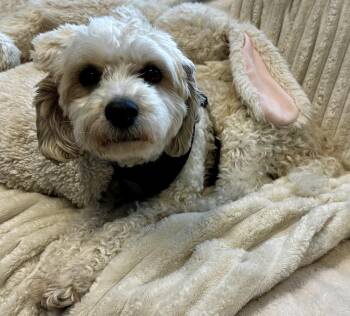 Miniature Poodle and Maltese Dogs Available for Adoption - Rosie | PetCurious