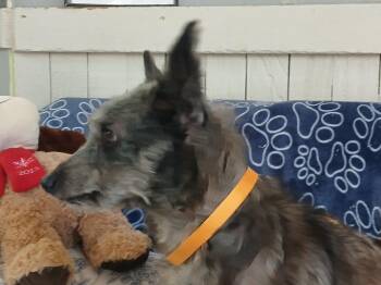 Sophie -  Terrier Dog for Adoption in Fort Worth, Texas - Sophie | PetCurious