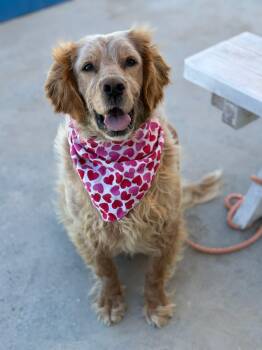 Darla -  Golden Retriever and Setter Dog for Adoption in Bellingham, Washington - Darla | PetCurious