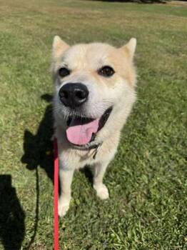 Rescue Mixed Breed Dogs for Adoption in Erie, Pennsylvania - Everest | PetCurious