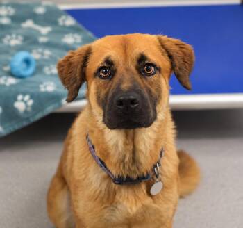 Okra -  Labrador Retriever and German Shepherd Dog Dog for Adoption in Pontiac, Michigan - Okra | PetCurious