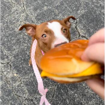 Mixed Breed Dogs Available for Adoption in Springboro, Ohio - Garnet | PetCurious