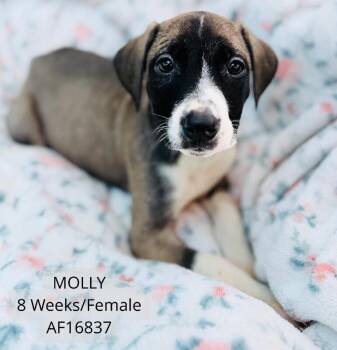 Molly -  Pit Bull Terrier Dog for Adoption - Molly | PetCurious