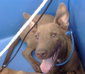 Rescue Mixed Breed Dogs for Adoption in Dallas, Texas - BLUE | PetCurious