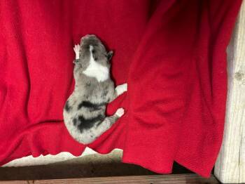 Australian Cattle Dog Blue Heeler and Border Collie Dogs Available for Adoption in Nucla, Colorado - Dasher | PetCurious