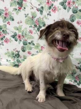 261272  Brownie -  Australian Cattle Dog Blue Heeler and Shih Tzu Dog for Adoption in Wetumpka, Alabama - 261272  Brownie | PetCurious
