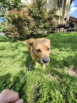 American Staffordshire Terrier Dogs Available for Adoption in San Antonio, Texas - MARRIDETH | PetCurious
