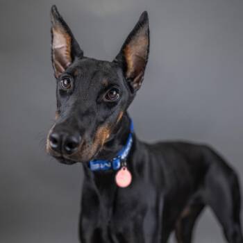 Selene -  Doberman Pinscher Dog for Adoption in Portland, Oregon - Selene | PetCurious