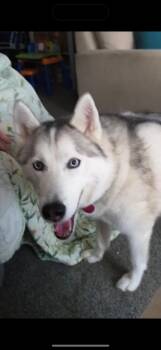 Siberian Husky Dogs Available for Adoption in York, Pennsylvania - Cici  | PetCurious