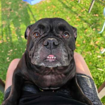 Stella -  American Bulldog Dog for Adoption in Port Richey, Florida - Stella | PetCurious
