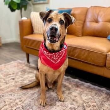 Oso Burrito Boy -  German Shepherd Dog and Hound Dog for Adoption in Friendswood, Texas - Oso Burrito Boy | PetCurious