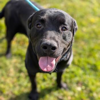 Rescue Rottweiler and Black Labrador Retriever Dogs for Adoption - Little Man | PetCurious
